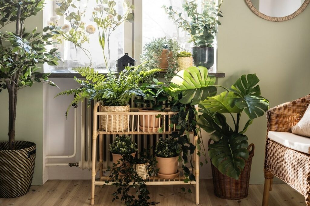 Plantes d'intérieur saines